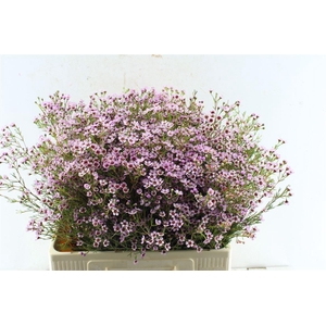 Chamelaucium Jupiter Sol