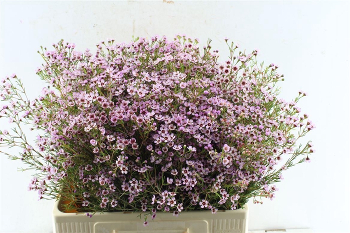 <h4>Chamelaucium Jupiter Sol</h4>