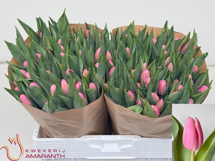 <h4>TU EN MILKSHAKE</h4>