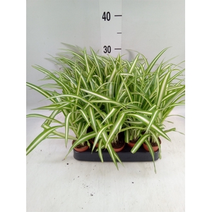 Chlorophytum cos. 'Atlantic'