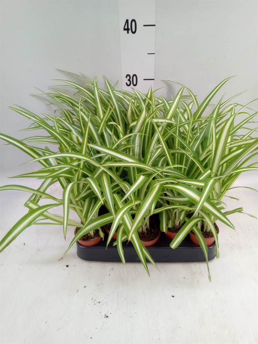 <h4>Chlorophytum cos. 'Atlantic'</h4>