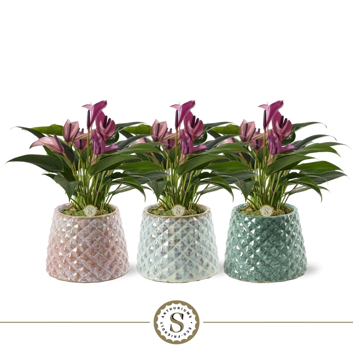 <h4>Florence Keramiek Zizou</h4>