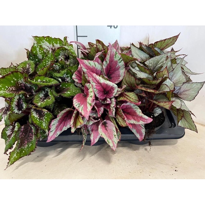 <h4>BEG BEL MIXK</h4>