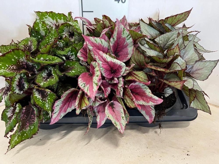 <h4>BEG BEL MIXK</h4>