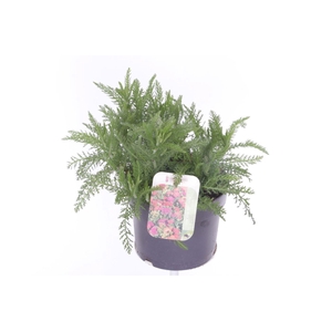 Achillea millefolium Milly Rock Mixmasters Dance