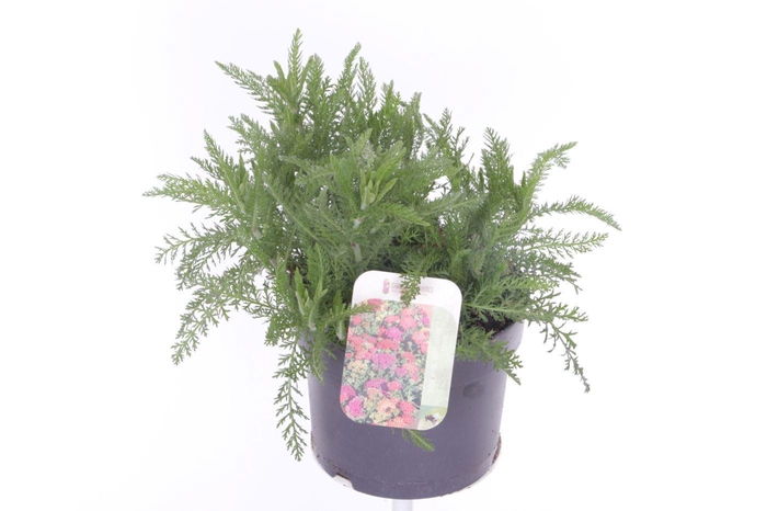 <h4>Achillea millefolium Milly Rock Mixmasters Dance</h4>