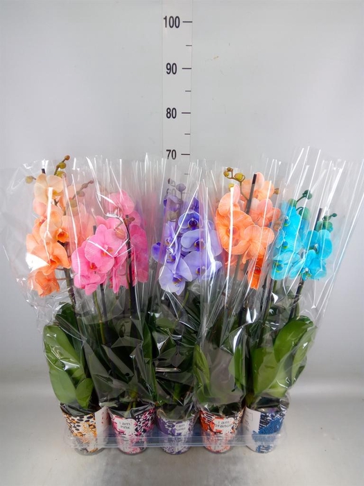 <h4>Phalaenopsis   ...</h4>