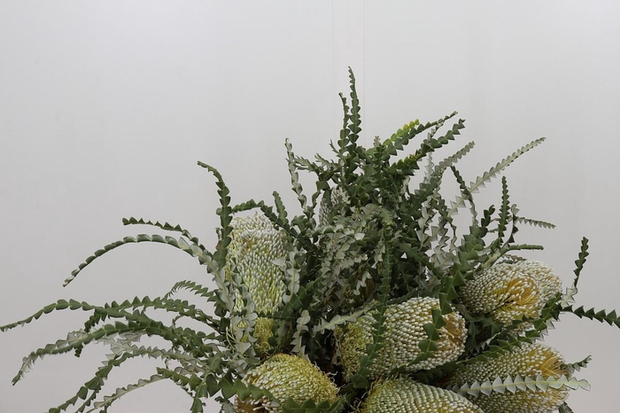 <h4>Banksia Speciosa</h4>