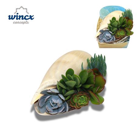 <h4>Concepts® - Uniqueshells 'melo' (xl) Concepts®</h4>