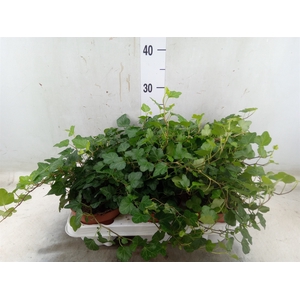 Hedera helix 'Wonder'