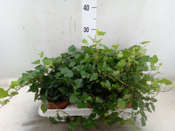 <h4>Hedera helix 'Wonder'</h4>