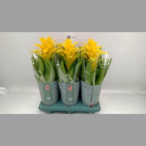 Guzmania  'Diana'