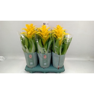 Guzmania  'Diana'