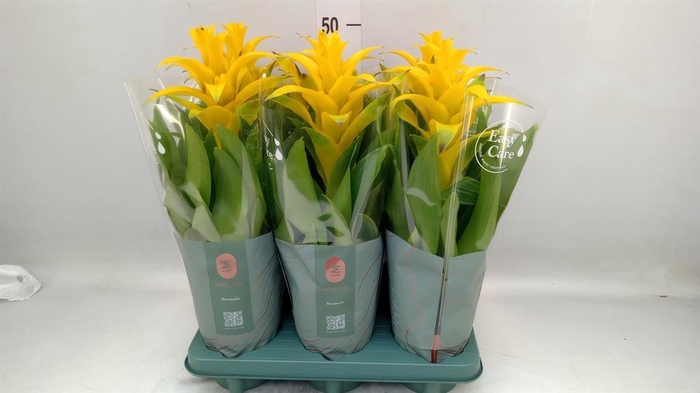<h4>Guzmania 'Diana'</h4>