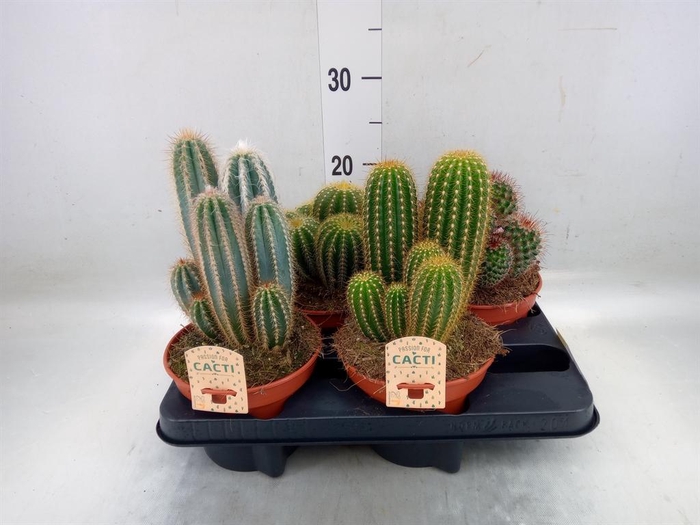 <h4>Cactus   ...mix</h4>