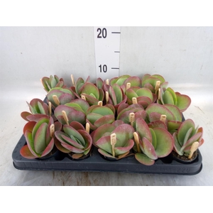 Kalanchoe NF thyrsiflora