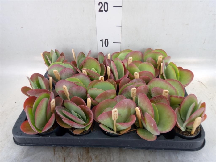 <h4>Kalanchoe NF thyrsiflora</h4>