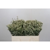 Limonium China White