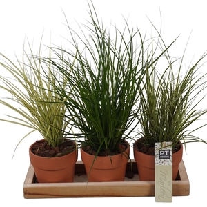 Arr.   Tuinplanten L%