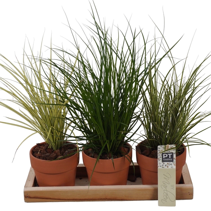 <h4>Arr.   Tuinplanten L%</h4>