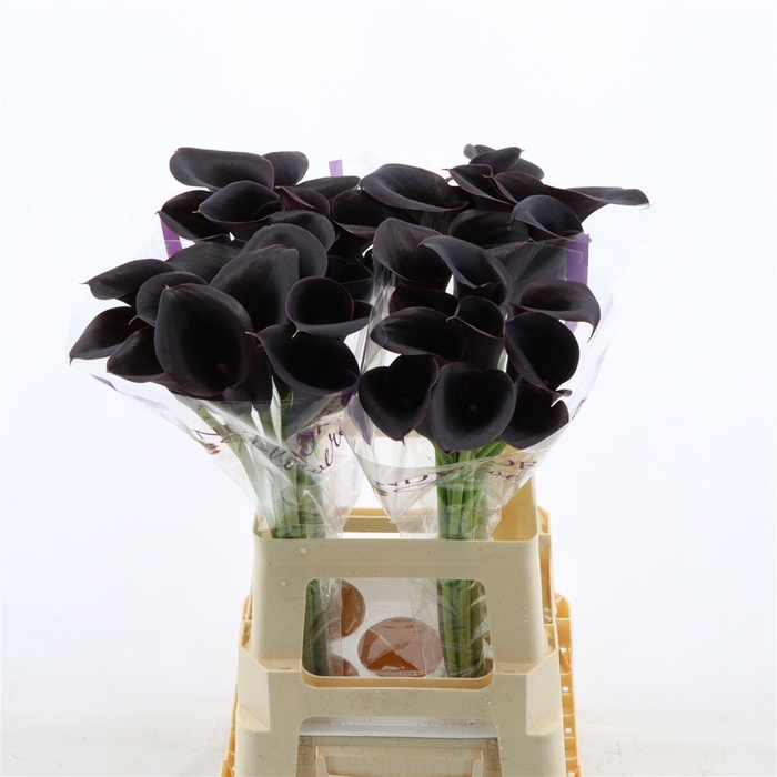 <h4>Calla Escape</h4>