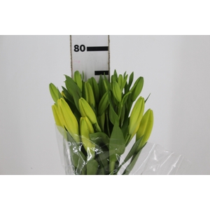 LIRIO EL DIVO 080 CM HT 2/3 FLS