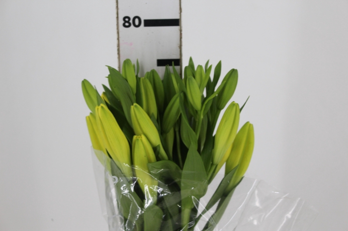 <h4>LIRIO EL DIVO 080 CM HT 2/3 FLS</h4>