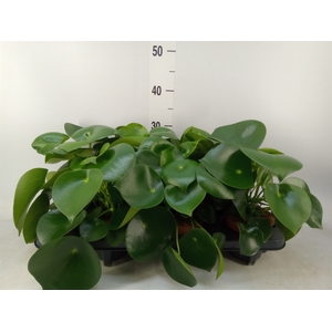 Peperomia polybotrya 'Raindrop'