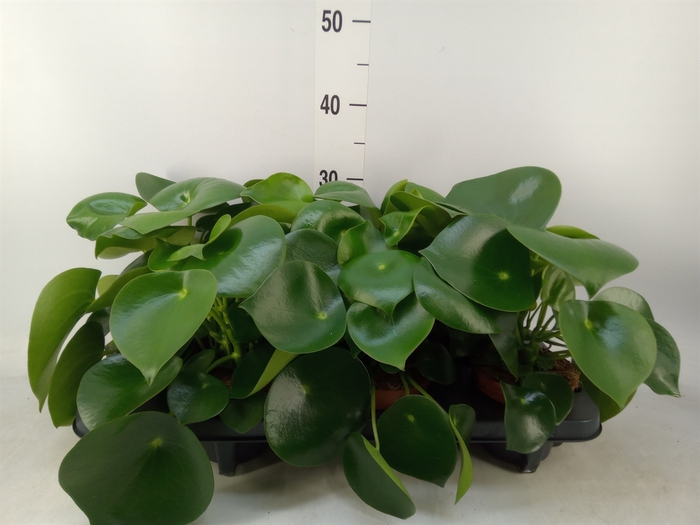 <h4>Peperomia polybotrya 'Raindrop'</h4>