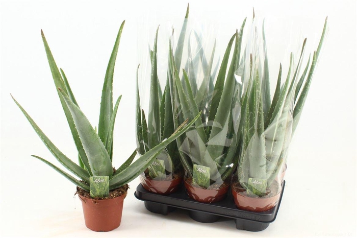 <h4>Aloe vera</h4>
