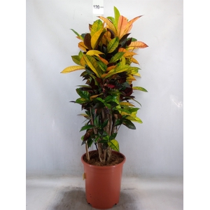 Codiaeum var. KL 'Mrs Iceton'