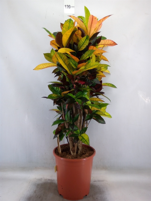 <h4>Codiaeum var. KL 'Mrs Iceton'</h4>