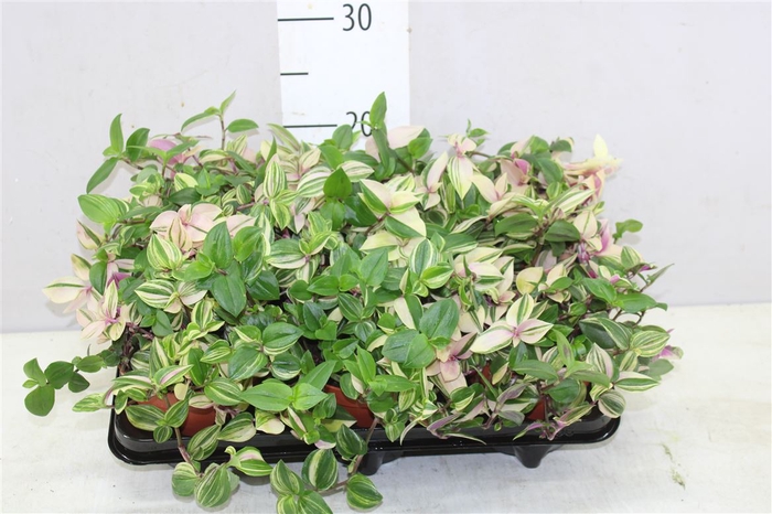 <h4>Tradescantia Fl Quadricolor</h4>