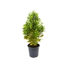 CROTON GOLD DUST P24