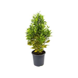 CROTON GOLD DUST P24