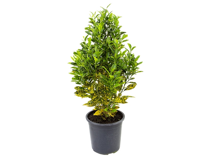 <h4>CROTON GOLD DUST P24</h4>