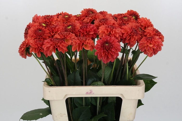 Dahlia Orange Fox