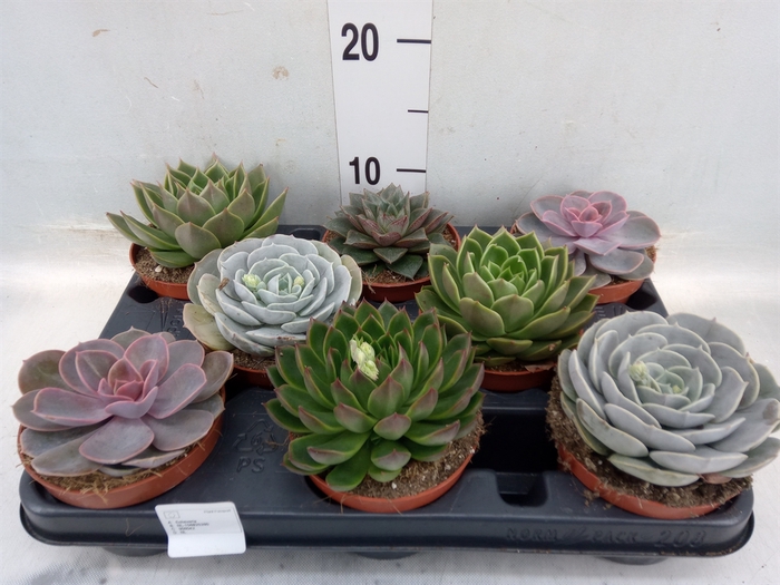 <h4>Echeveria   ...mix</h4>