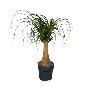 Nolina recurvata
