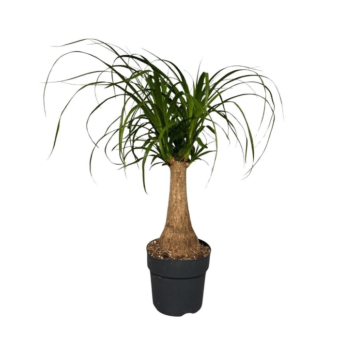 <h4>Nolina recurvata</h4>
