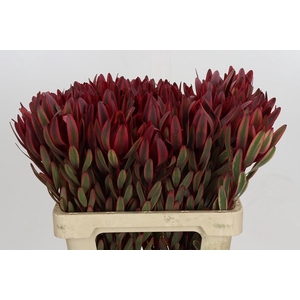 Leucadendron Jester