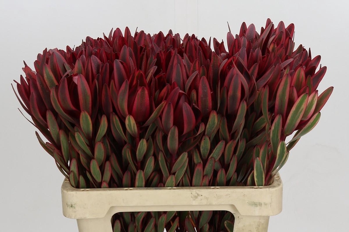 <h4>Leucadendron Jester</h4>