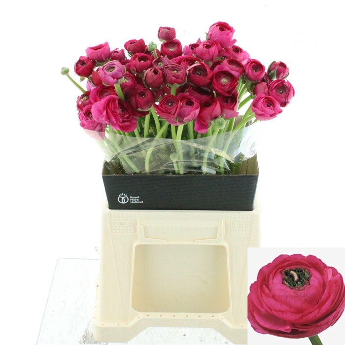 <h4>RAN EL HOT PINK</h4>