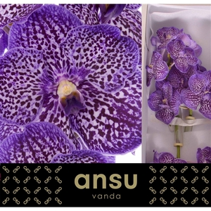 Vanda Sunanda Exotic Purple