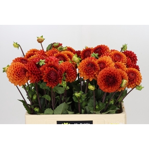 Dahlia Brown Sugar