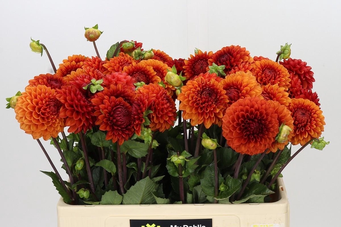 <h4>Dahlia Brown Sugar</h4>
