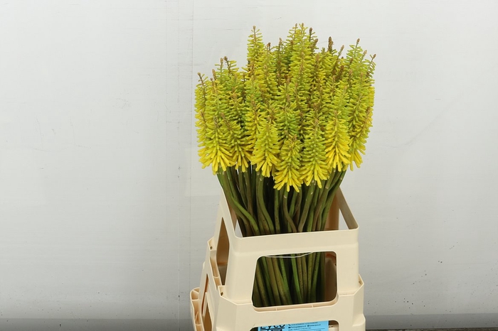 <h4>Knip Sun Yellow</h4>