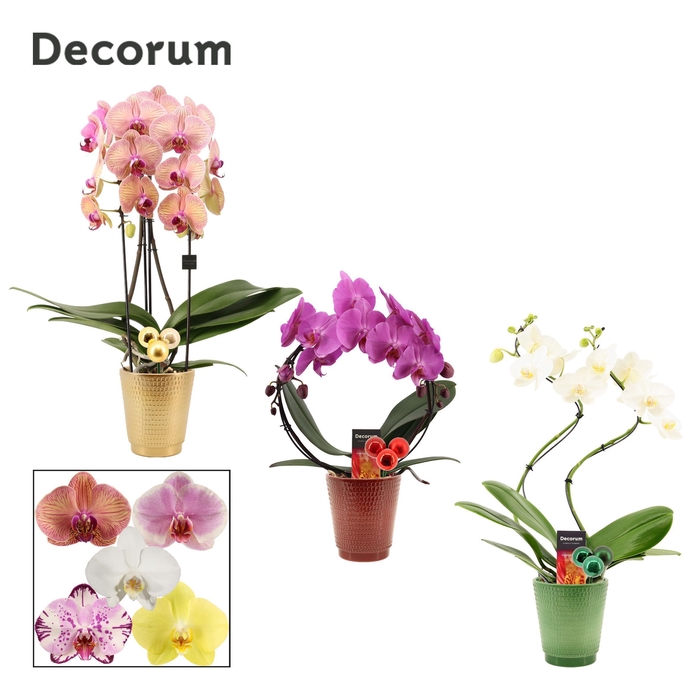 <h4>Phalaenopsis vormen mix 2 tak in Mariah met kerstballen bijsteke</h4>