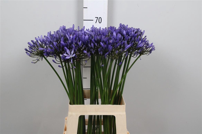 <h4>Agap Intermedius</h4>