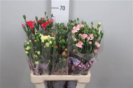 <h4>Di Tr Gem In Fust</h4>